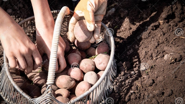 The Art of Spud: Unveiling the Secrets of Potato Planting