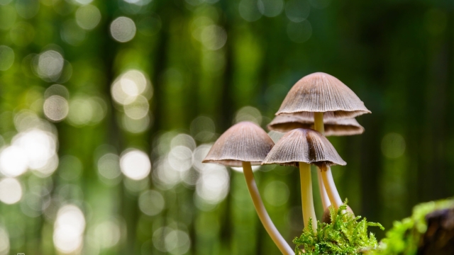 Fungi Fun: A Guide to Growing Your Own Mushrooms