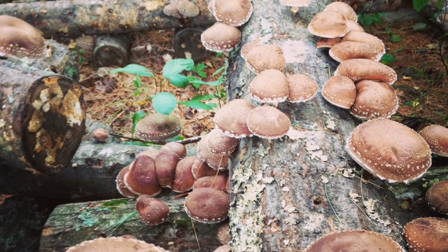 Mushroom Magic: Unveiling the Secrets of Successful Mushroom Growing