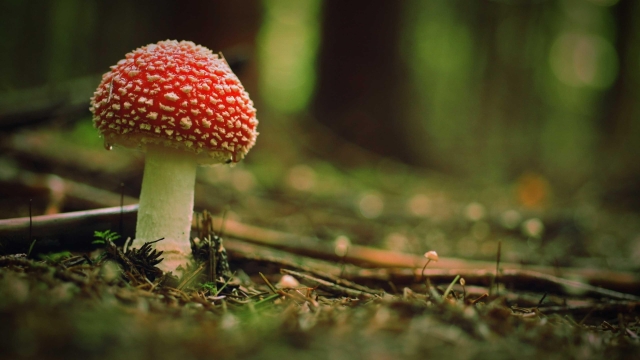 The Fungi Frontier: Unleashing the Magic of Mushroom Growing