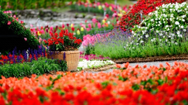 Bloom Where You’re Planted: Creative Gardening Tips for Every Green Thumb