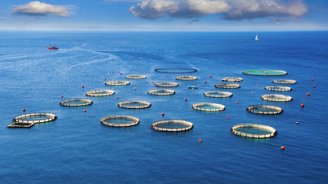 Revolutionizing the Seas: The Future of Aquaculture Technology